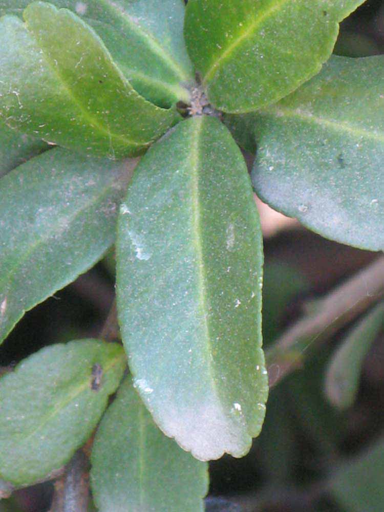            Unifoliolate leaf (Riverside, CA)   